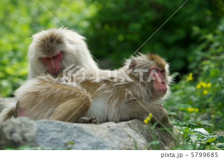 ニホンザル 5799685