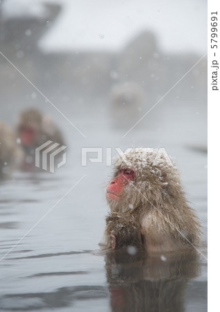 ニホンザル 5799691