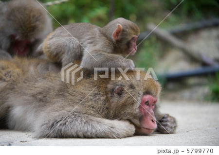 ニホンザル 5799770