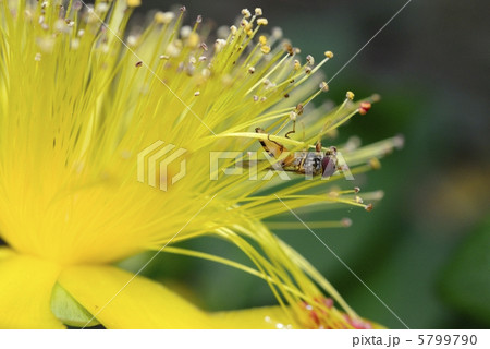 美容柳とホソヒラタアブ 5799790