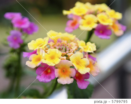 七変化の花 5799795