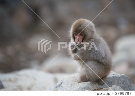 ニホンザル 5799797