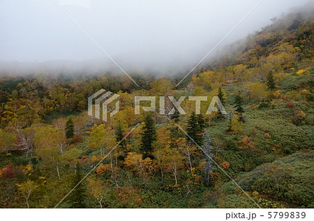 旭岳、天女ヶ原湿原 5799839