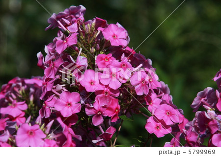 フロックス 5799969