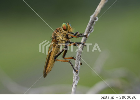 アオメアブ 5800036