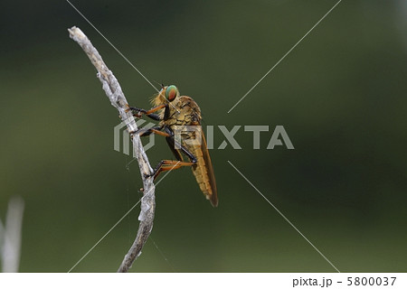 アオメアブ 5800037