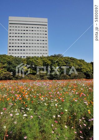 浜離宮コスモス畑と高層ビル 5800097