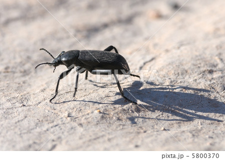 砂漠のゴミムシダマシ 砂漠のゴミムシダマシ 5800370