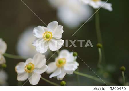 秋明菊 一重咲き 白の写真素材