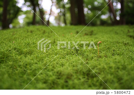 兼六園 苔 兼六園 苔 5800472