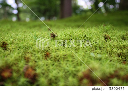 兼六園 苔 兼六園 苔 5800475