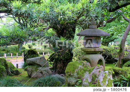 兼六園 苔と石灯篭 兼六園 苔と石灯篭 5800476