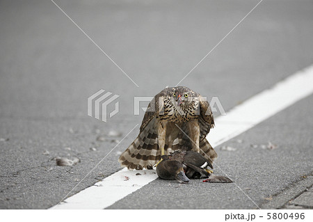 猛禽類の狩り 5800496