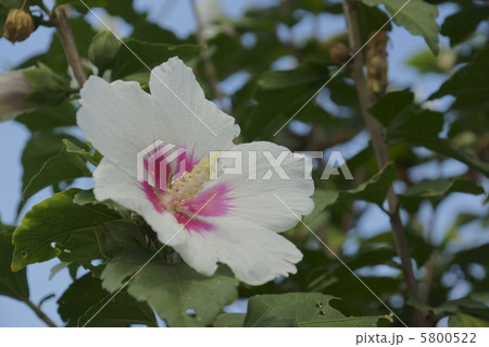 ムクゲ ムクゲ 5800522