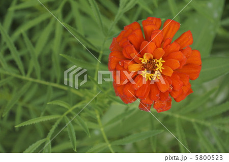 ヒャクニチソウ 5800523