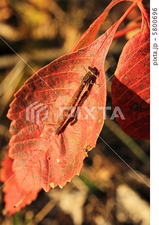 オツネントンボ オツネントンボ 5800696