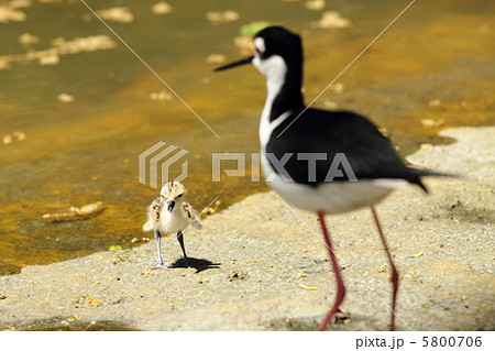 クロエリセイタカシギの親子 5800706