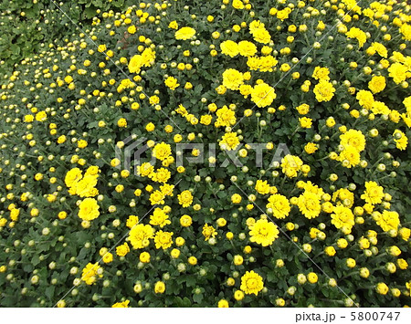 秋を彩る小菊たち 5800747