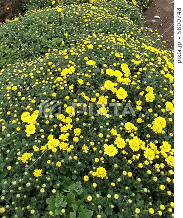 秋を彩る小菊たち 5800748