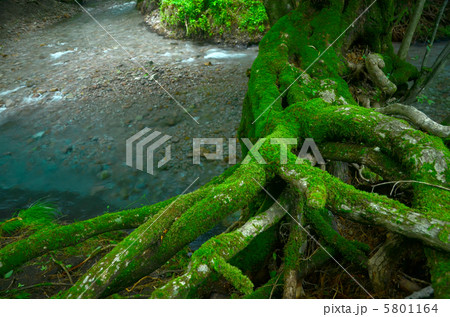 木の根 木の根 5801164