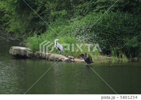 アオサギ、カメ、カワウ（兵庫県三田市） 5801254