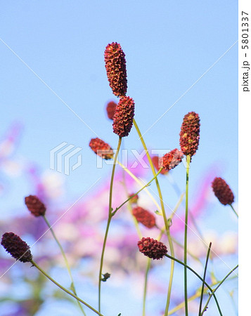 ワレモコウ：吾亦紅 5801337