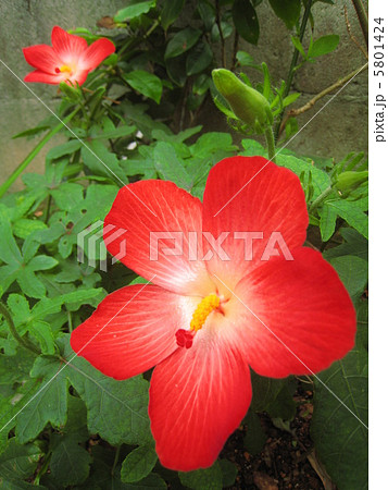 アカバナワタの花 5801424