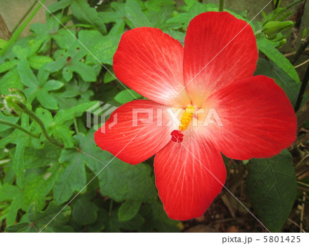 アカバナワタの花 アカバナワタの花 5801425