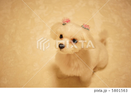 マルチーズの子犬 おすわり 全身 マルチーズの子犬 おすわり 全身 5801563