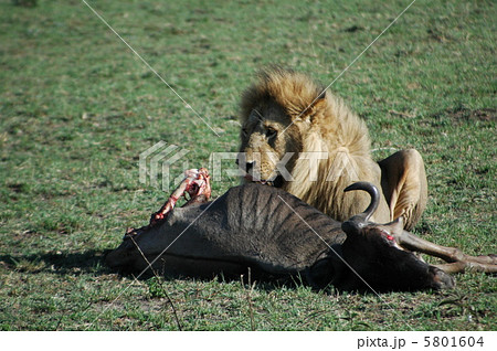 狩りをするライオンの写真素材