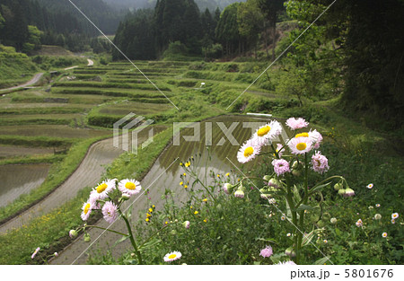 棚田とヒメジオン 5801676