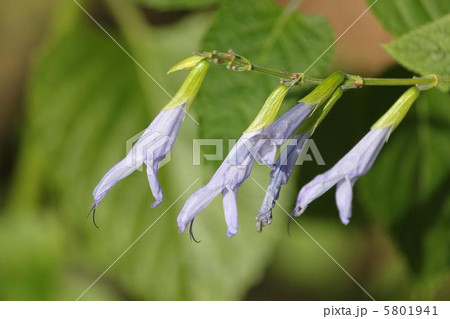 サルビアの花 5801941