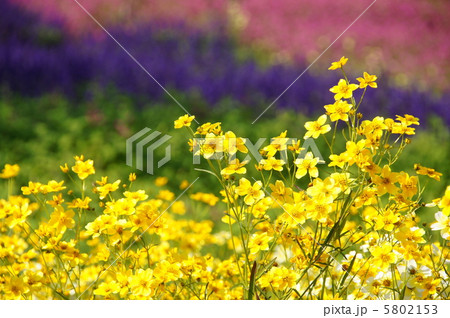 10月 ウィンターコスモス・キク科06ビデンス 10月 ウィンターコスモス・キク科06ビデンス 5802153