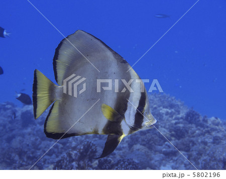 慶良間諸島／アカククリ 5802196