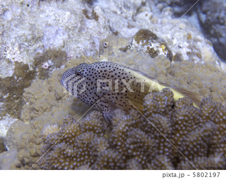 慶良間諸島／ホシゴンベ 5802197