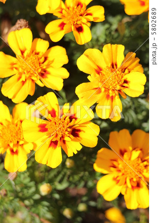 マリーゴールド マリーゴールド 5802689