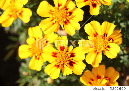 マリーゴールド マリーゴールド 5802690