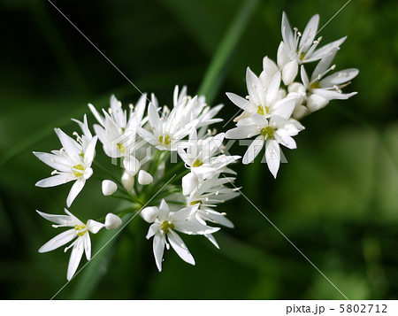 ワイルド・ガーリックの花 5802712