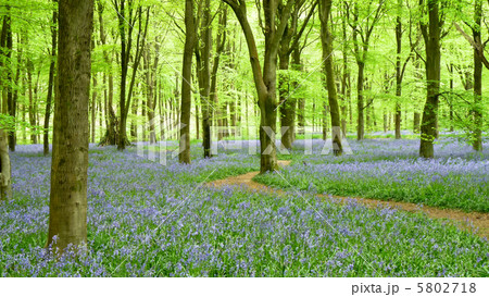 ブルーベルの花が一面に広がる森を通る小径 5802718