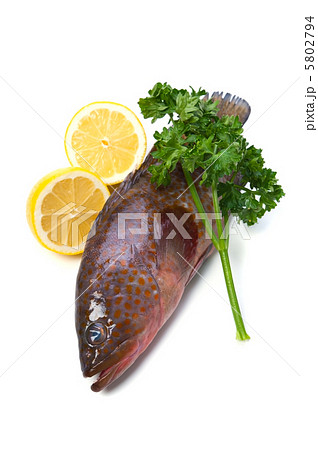 キジハタ 5802794