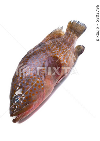 キジハタ キジハタ 5802796