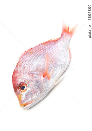 レンコダイ 5802800