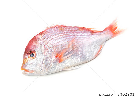 レンコダイ 5802801