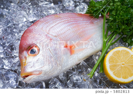 レンコダイ 5802813