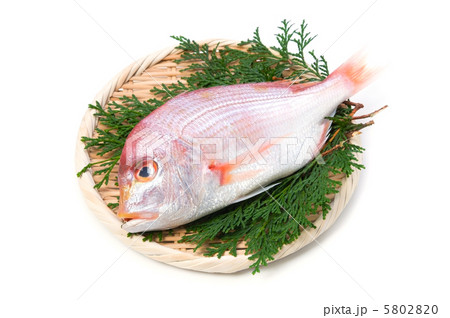 レンコダイ 5802820