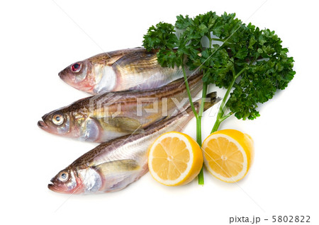 ハタハタ 5802822