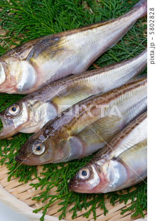 ハタハタ 5802828