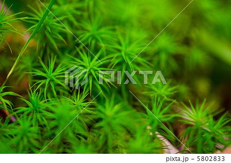 こけ こけ 5802833