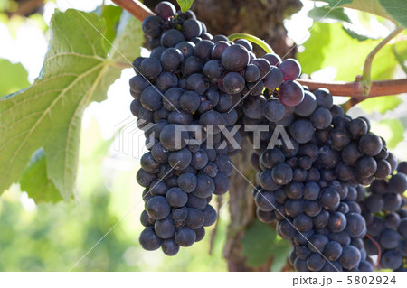 ワイン用葡萄　シュペートブルグンダー種 5802924