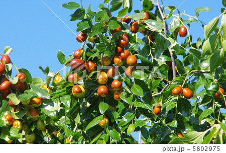 ナツメの木と実　成熟のナツメ　ナツメの実 5802975